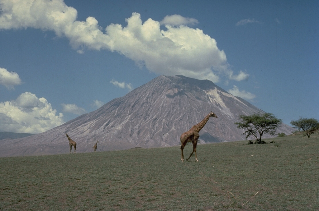 Giraffes graze on grasslands in front of the symmetrical Ol Doinyo Lengai stratovolcano.  Known as "The Mountain of God,"  it rises abruptly above the broad plain south of Lake Natron.  Ol Doinyo Lengai is the only volcano known to have erupted carbonatite tephra and lavas in historical time.  Historical activity has included small tephra eruptions and emission of numerous natrocarbonititic lava flows on the floor of the summit crater.  Copyrighted photo by Katia and Maurice Krafft, 1977.