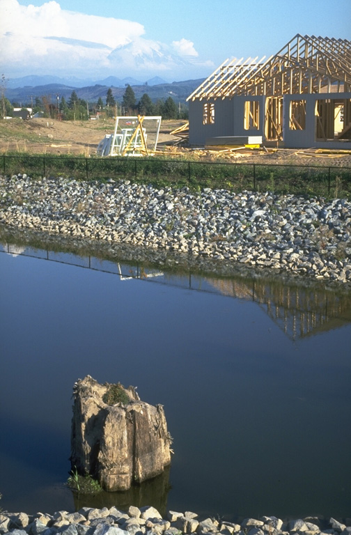 Housing development on a mudflow deposit that originated from Mount Rainier, partially obscured by clouds in the center background. The tree stump in the foreground was buried by the Electron mudflow about 500 years ago, that began as an avalanche of hydrothermally altered rock on Rainier's W flank. Photo by Lee Siebert, 1994 (Smithsonian Institution).