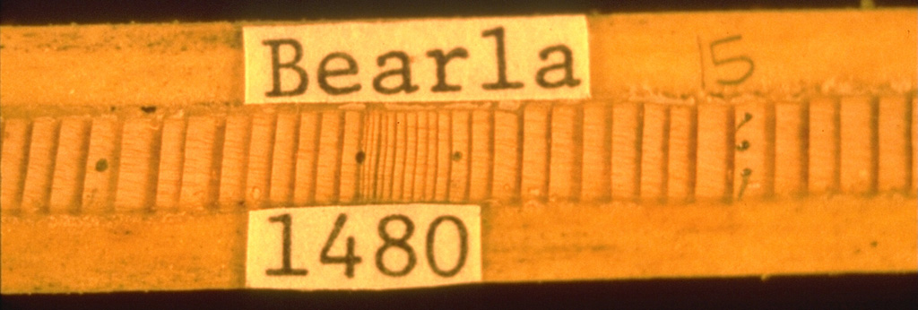 A tree-ring core shows a pronounced narrowing of tree rings dated about 1480 CE resulting from reduced growth rates following an eruption that occurred sometime between the end of August 1479 and the end of May 1480. This eruption was the second largest Holocene eruption of Mount St. Helens, producing the "Wn" tephra layer. Another major eruption two years later that produced the "We" tephra layer, which also affected this tree. Photo by David Yamaguchi (University of Washington).