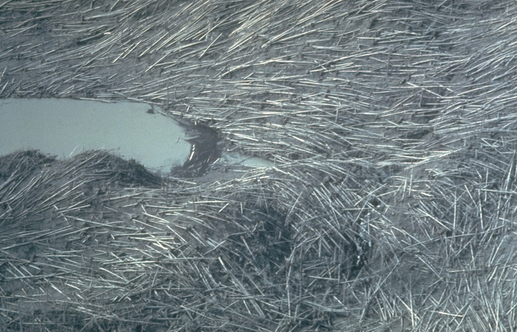 The material in the lateral blast from Mount St. Helens on 18 May 1980 had a velocity of at least 100 m/s (224 miles per hour), perhaps much higher. It completely removed large trees standing near the volcano, and reached a distance of 30 km, blowing down mature trees like matchsticks. The blast devastated 600 km2 over a broad area north of the volcano. Photo by John Dvorak, 1980 (U.S. Geological Survey).