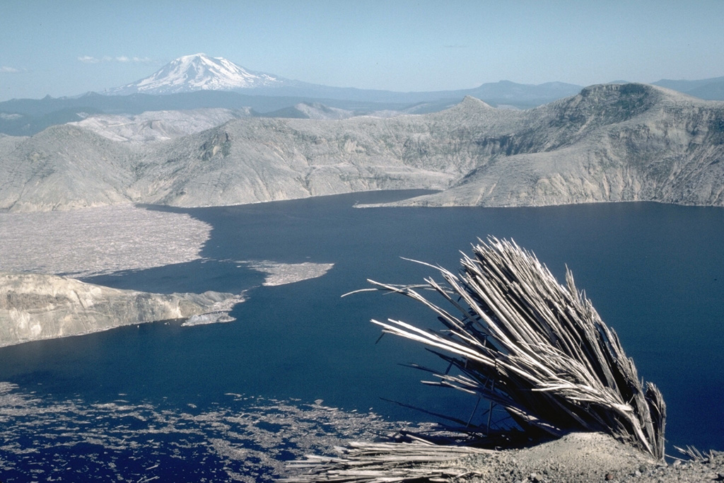 The powerful lateral blast that swept across Spirit Lake removed giant trees, leaving splintered stumps such as this one on Harry's Ridge. The areas around the lake were stripped of soil and trees down to bedrock by a tsunami wave produced when the debris avalanche slammed into Spirit Lake. The flat brownish area on the left surface of the lake is a large raft of floating trees swept into the lake. Mount Adams is visible on the horizon beyond the eastern blast margin. Photo by Lee Siebert, 1984 (Smithsonian Institution).