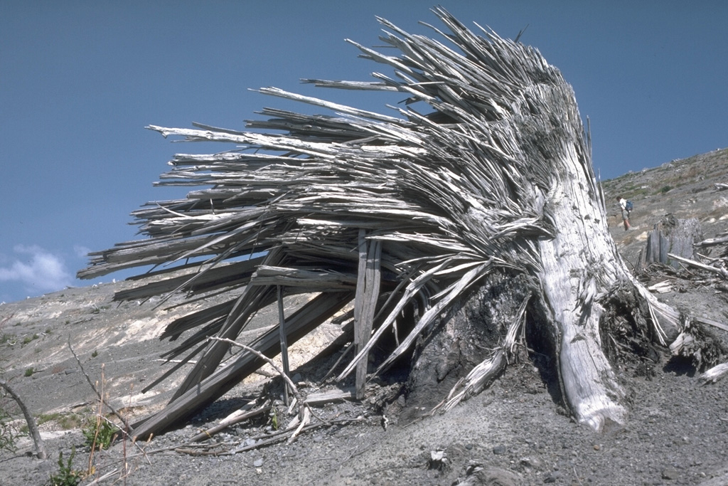 The lateral blast of the 18 May 1980 Mount St. Helens eruption removed large standing trees near the volcano. The high-velocity rocky flow left jagged stumps with splinters facing away from the volcano and parallel to the direction of movement of the flow. This tree is about 2 m high, located 9 km N of the crater on Harry’s Ridge. Photo by Lee Siebert, 1984 (Smithsonian Institution).