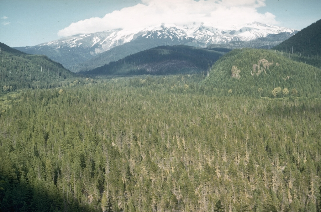 The flat-bottomed, forested floor of the upper Sandy River is underlain by debris flow deposits associated with growth of the Crater Rock lava dome on the upper SW flank of Mount Hood. Tree-ring dating places the age of these deposits during the mid-1780's. The lahars traveled as far as the Columbia River and the shallow, sediment-choked lower Sandy River was observed shortly after emplacement of the lahars by the Lewis and Clark expedition. Photo by Richard Fiske, 1959 (Smithsonian Institution).