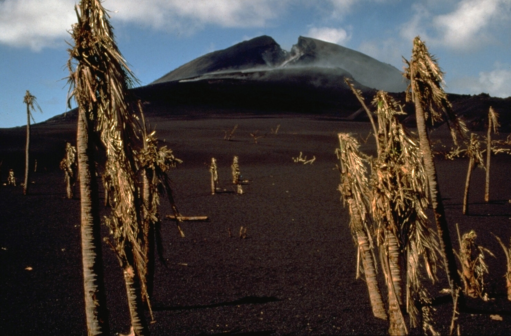 A fissure opened across the summit of Pagan on 15 May 1981, the first day of the eruption. It is seen here on 26 May 1981, looking across a N-flank scoria cone that formed along the fissure. The trees in the foreground are from a devastated coconut plantation. Photo by Norm Banks, 1981 (U.S. Geological Survey).