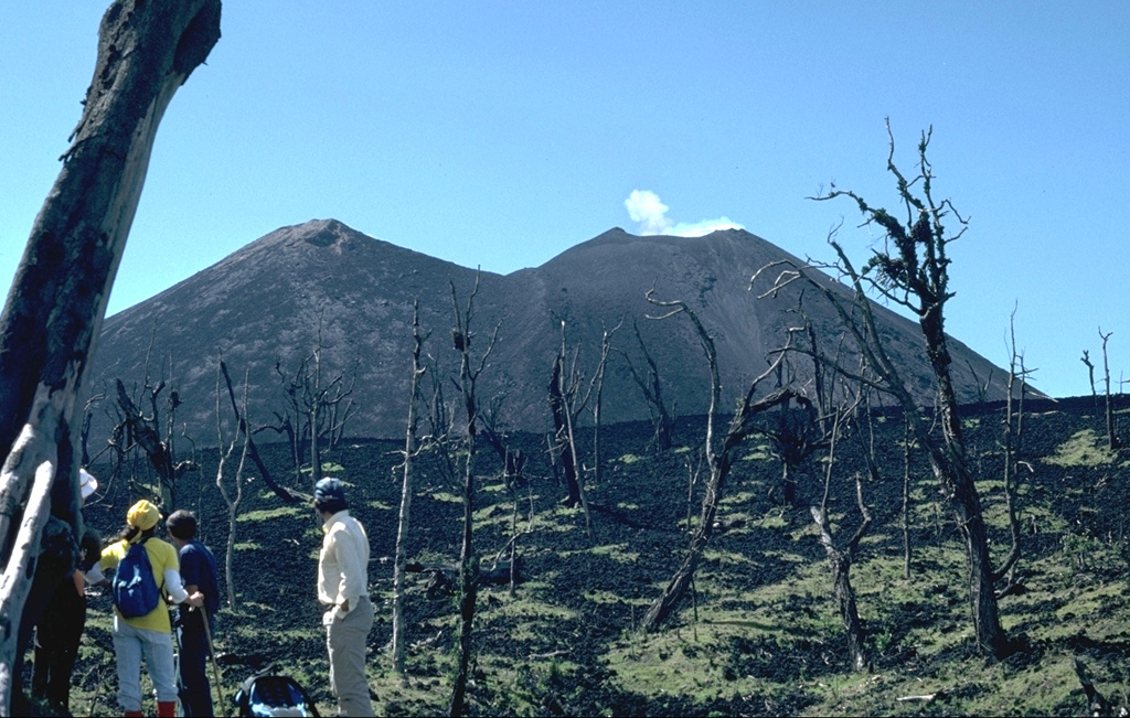 Near-continuous mild Strombolian explosions, such as the one producing the small plume above MacKenney crater at Pacaya to the right, have been punctuated by periodic larger explosions that eject incandescent bombs and large blocks. These trees on the Meseta (foreground) were stripped of vegetation by the larger explosions. The MacKenney cone to the right has been growing since 1965 on the flank of the older cone to the left. Photo by Lee Siebert, 1988 (Smithsonian Institution).