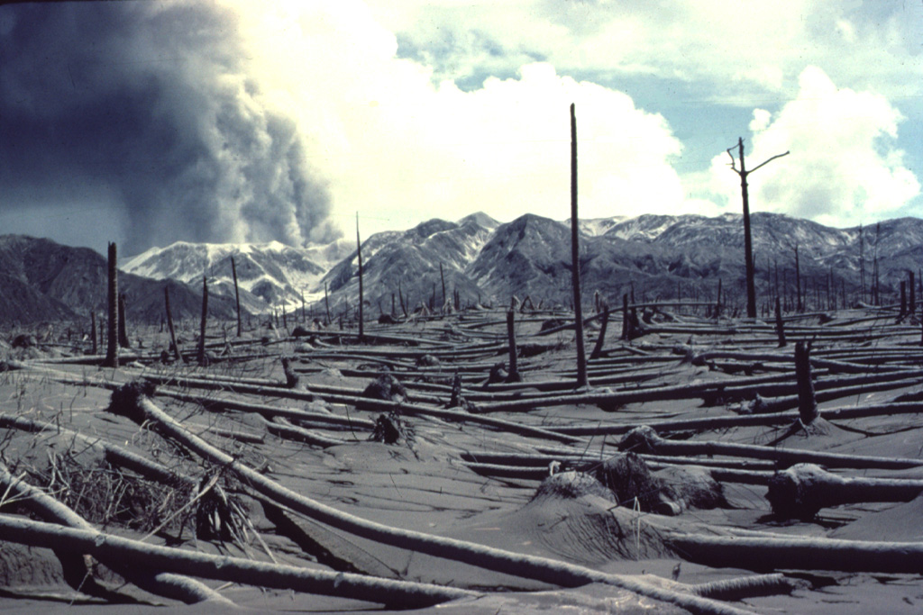 An eruption plume rises from the summit crater of Colo volcano on August 19, 1983 above a grove of coconut trees uprooted by pyroclastic flows on the SE side of Una-Una Island.  The devastating pyroclastic-flow deposits of the July 23 eruption were 5 m thick on the SW side of the island.  Copyrighted photo by Katia and Maurice Krafft, 1983 (published in SEAN Bulletin v 8, 1983).