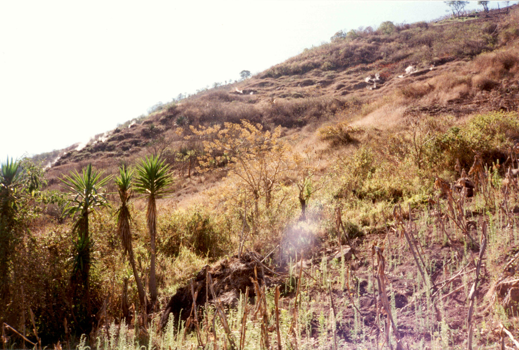 Steam rises from fumaroles at Laguna Caldera, within Amatitlán caldera near Pacaya. In addition to the fumaroles seen here near the southern margin of the caldera, hot springs are located at several places along the shore of Lake Amatitlán in the center of the caldera. This largely Pleistocene caldera has been the site of geothermal exploration because of the high heat flow in the system. Photo by Pat Dobson, 1997 (Lawrence Berkeley National Laboratory).