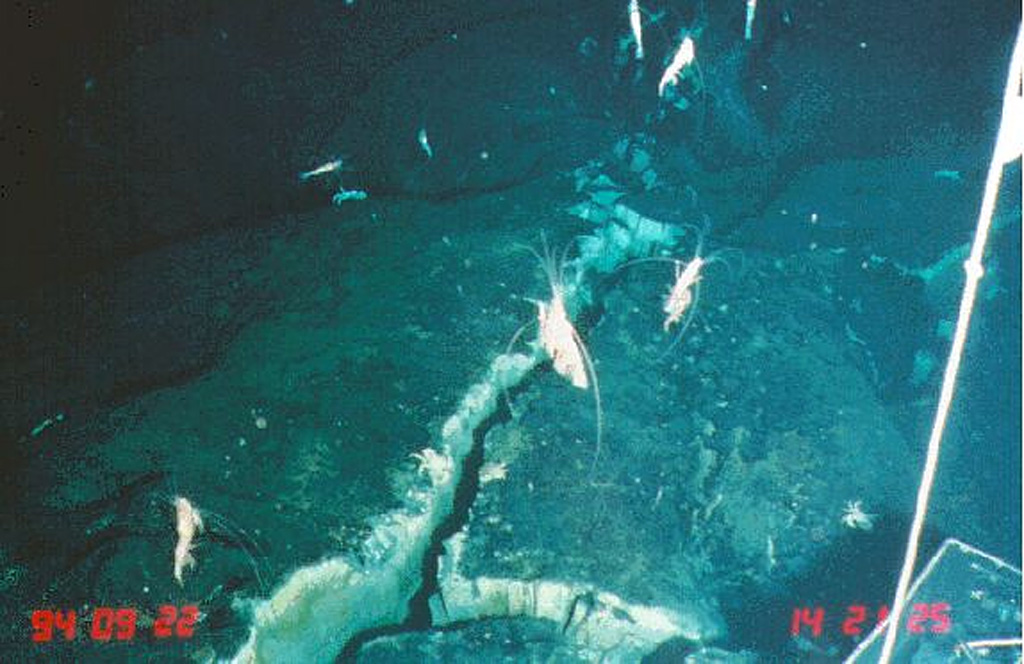 Shrimp swimming above a hydrothermally active vent within basalt on the Southern East Pacific Rise (near 17° 27’ S) were photographed in November 1994 from the Japanese submersible Shinkai 6500. Shrimp and crabs were seen going in and out of similar cracks in this area. Lava flows from a recent volcanic eruption were observed in 1994 along segment K of the Southern East Pacific Rise.  Image courtesy of NOAA Vents Program, 1994 (www.pmel.noaa.gov/vents/chemistry/images/).